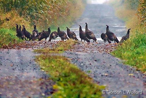 Wild Turkeys In A Lane_51810.jpg - Wild Turkeys (Meleagris gallopavo) photographed near Carleton Place, Ontario, Canada.